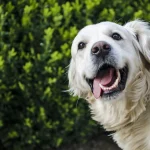 Calming Effects: Using CBD Oil to Ease Pet Anxiety