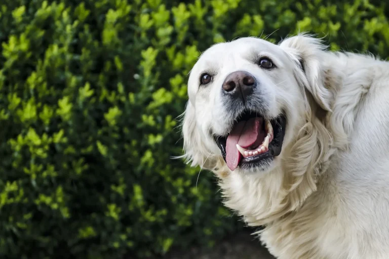 Calming Effects: Using CBD Oil to Ease Pet Anxiety