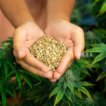 How to Find Rare Cannabis Seeds Online: Expert Tips