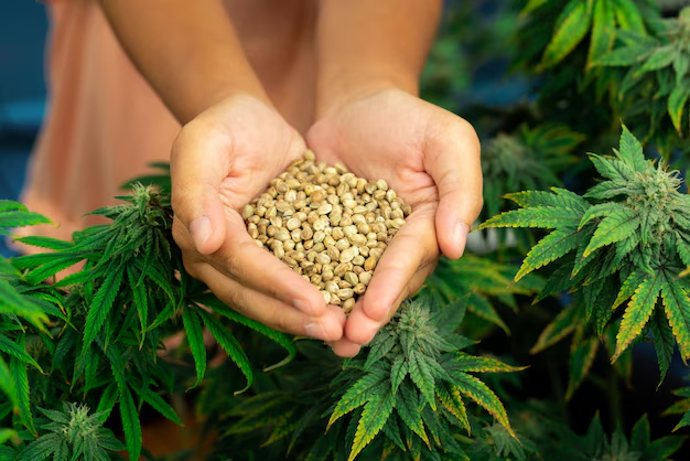 How to Find Rare Cannabis Seeds Online: Expert Tips